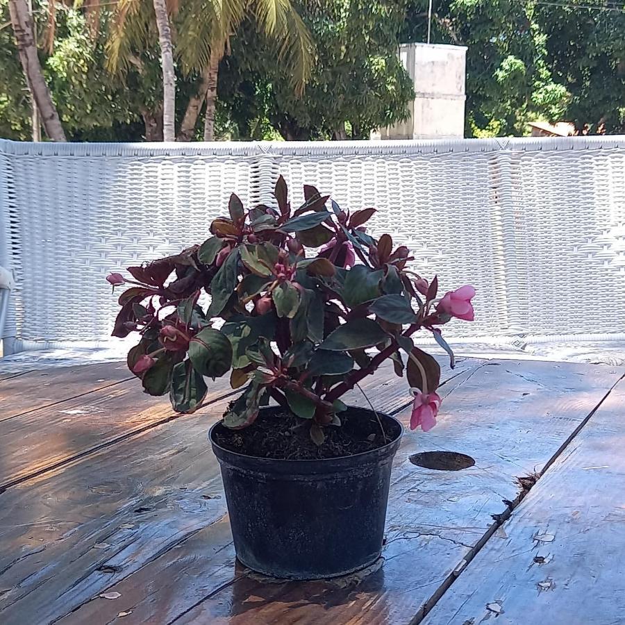 Hotel Fazenda Recanto Das Aguias 阿奎拉兹 外观 照片